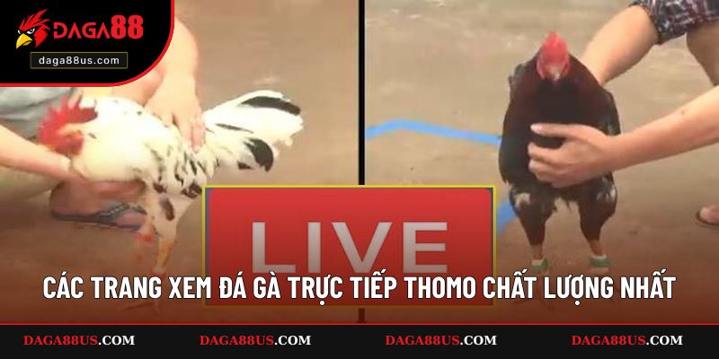 Các trang xem trực tiếp đá gà Thomo tốt nhất