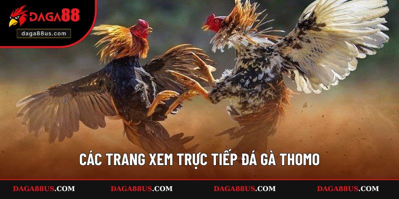 Các Trang Xem Trực Tiếp Đá Gà Thomo Nổi Bật 2025