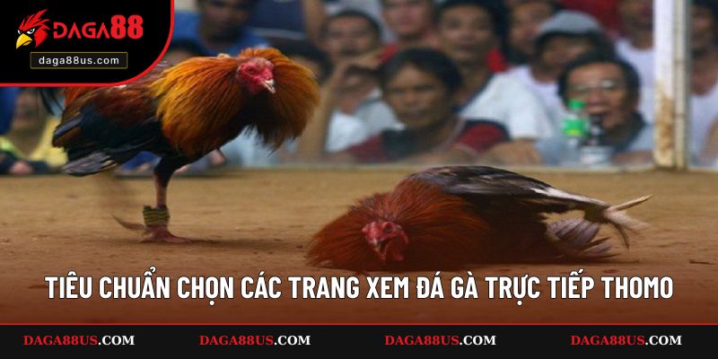 Cách chọn website xem đá gà Thomo chất lượng