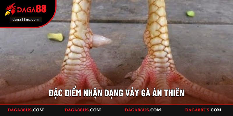 Đặc điểm nhận dạng của loại vảy Án Thiên