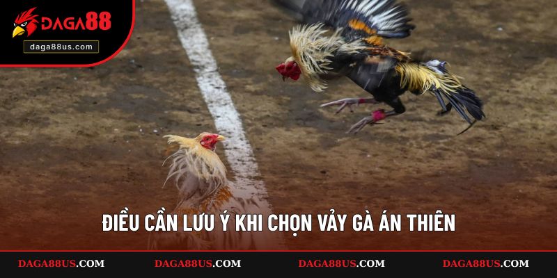 Điều cần lưu ý khi chọn vảy gà Án Thiên