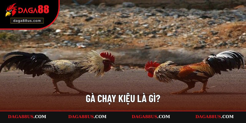 Gà Chạy Kiệu Là Gì? Đánh Giá Ưu – Nhược Điểm