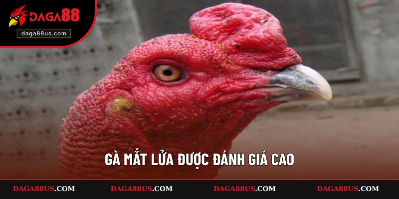 Gà mắt lửa được đánh giá cao