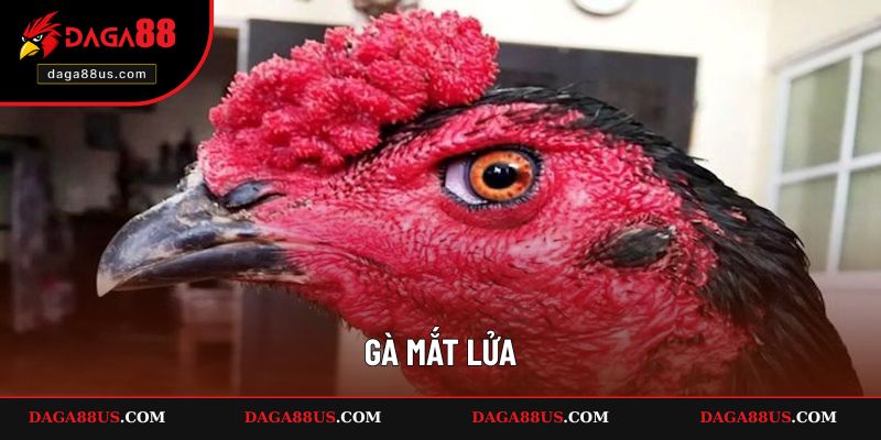 Gà Mắt Lửa - Lý Do Kê Được Nhiều Người Săn Đón