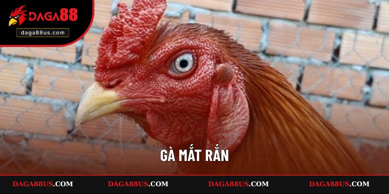 Gà mắt rắn - 3 ý nghĩa quan trọng với chiến kê