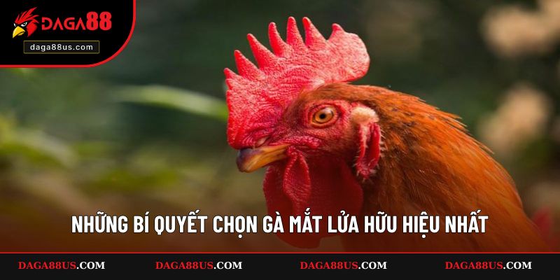 Những bí quyết chọn gà mắt lửa hữu hiệu nhất