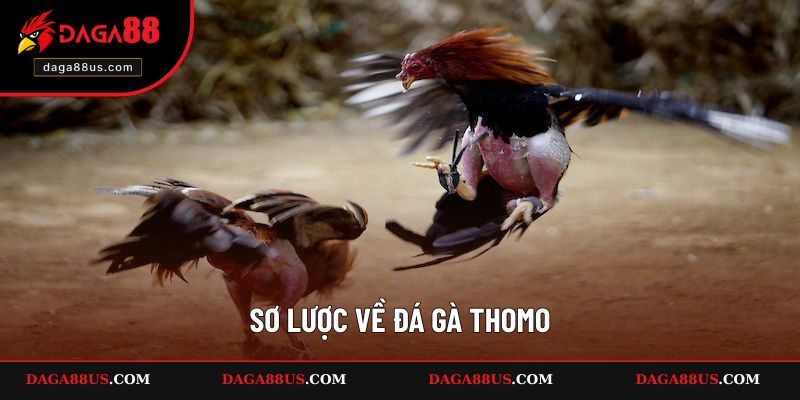 Sơ lược về đá gà Thomo
