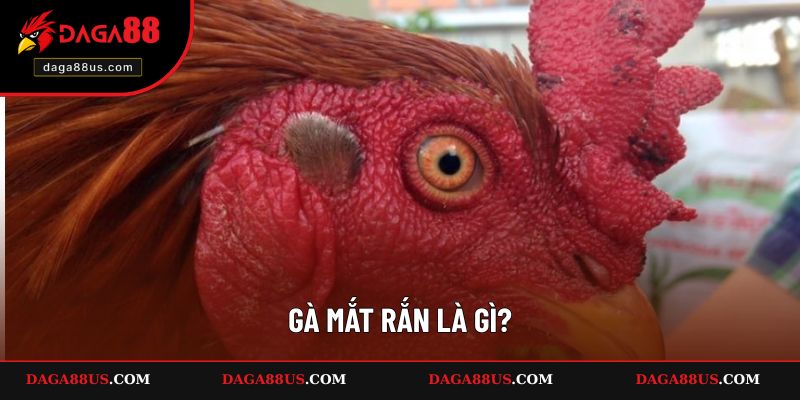 Thông tin gà mắt rắn là gì