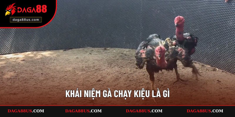 Thông tin giải thích gà chạy kiệu là gì