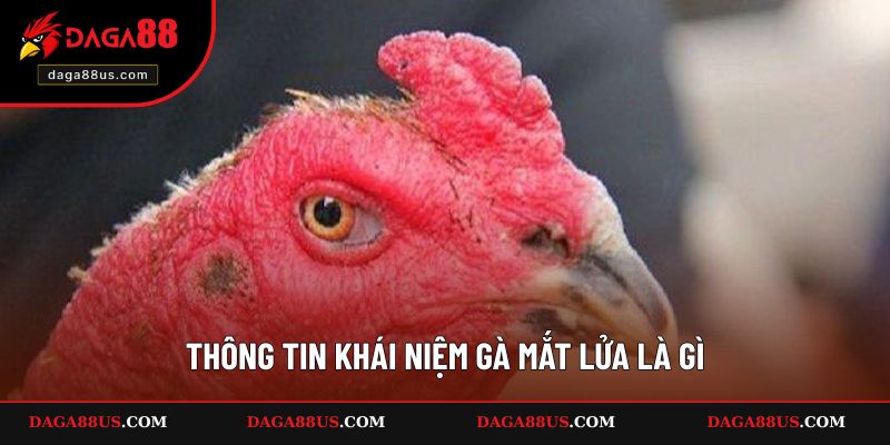 Thông tin khái niệm gà mắt lửa là gì