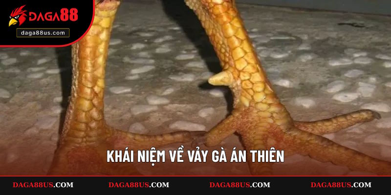 Thông tin vảy gà Án Thiên là gì