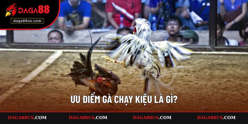 Ưu điểm gà chạy kiệu là gì?