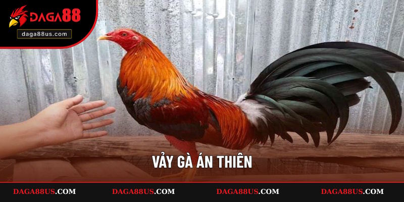 Vảy Gà Án Thiên - 3 Đặc Điểm Nhận Dạng Chính Xác