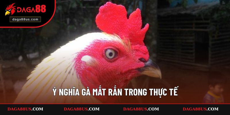 Ý nghĩa của gà mắt rắn trong thực tiễn